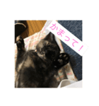 catcatcute catcatcute（個別スタンプ：5）