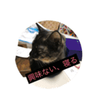 catcatcute catcatcute（個別スタンプ：6）