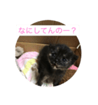 catcatcute catcatcute（個別スタンプ：8）