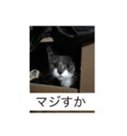 catcatcute catcatcute（個別スタンプ：10）