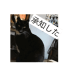 catcatcute catcatcute（個別スタンプ：11）