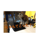 catcatcute catcatcute（個別スタンプ：12）