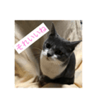 catcatcute catcatcute（個別スタンプ：13）
