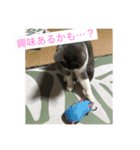 catcatcute catcatcute（個別スタンプ：14）