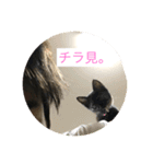 catcatcute catcatcute（個別スタンプ：15）