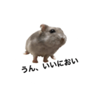 まめたすたんぷ（個別スタンプ：2）