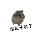 まめたすたんぷ（個別スタンプ：6）