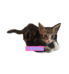 Hana cat meow（個別スタンプ：1）