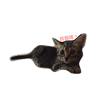 Hana cat meow（個別スタンプ：2）