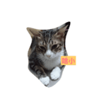 Hana cat meow（個別スタンプ：3）