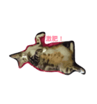 Hana cat meow（個別スタンプ：4）
