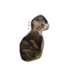 Hana cat meow（個別スタンプ：5）