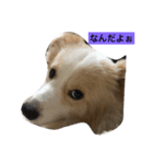 きままなボダコ（個別スタンプ：6）