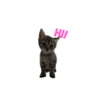 The Tabby and Calico Cat Family（個別スタンプ：1）