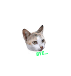The Tabby and Calico Cat Family（個別スタンプ：2）