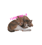The Tabby and Calico Cat Family（個別スタンプ：6）