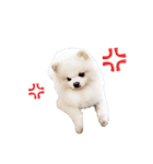 Power - Cute dog (ENG)（個別スタンプ：18）