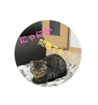 ミミたれにゃん（個別スタンプ：1）
