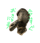 ミミたれにゃん（個別スタンプ：2）