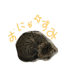 ミミたれにゃん（個別スタンプ：5）