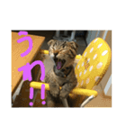 ミミたれにゃん（個別スタンプ：6）