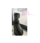 ミミたれにゃん（個別スタンプ：7）