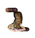 ミミたれにゃん（個別スタンプ：9）