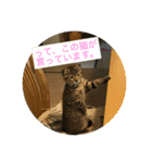 ミミたれにゃん（個別スタンプ：11）