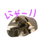 ミミたれにゃん（個別スタンプ：17）