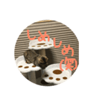 ミミたれにゃん（個別スタンプ：18）