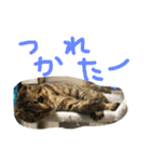 ミミたれにゃん（個別スタンプ：19）