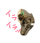 ミミたれにゃん（個別スタンプ：20）