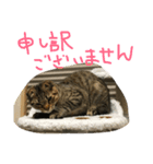 ミミたれにゃん（個別スタンプ：21）