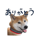 柴犬りんちゃん！スタンプ（個別スタンプ：1）