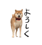 柴犬りんちゃん！スタンプ（個別スタンプ：3）