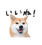 柴犬りんちゃん！スタンプ（個別スタンプ：5）