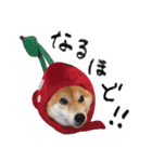 柴犬りんちゃん！スタンプ（個別スタンプ：6）