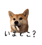 柴犬りんちゃん！スタンプ（個別スタンプ：8）