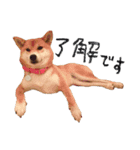 柴犬りんちゃん！スタンプ（個別スタンプ：9）