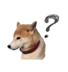 柴犬りんちゃん！スタンプ（個別スタンプ：10）