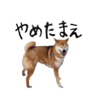 柴犬りんちゃん！スタンプ（個別スタンプ：12）