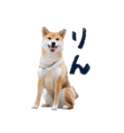 柴犬りんちゃん！スタンプ（個別スタンプ：16）