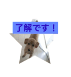 トイプードルのふうたちゃん（個別スタンプ：1）