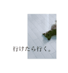トイプードルのふうたちゃん（個別スタンプ：4）