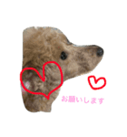 トイプードルのふうたちゃん（個別スタンプ：5）