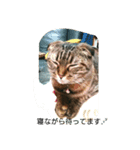 ねこmaru（個別スタンプ：4）