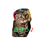ねこmaru（個別スタンプ：6）