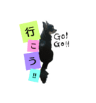 チワワのコロンくん（個別スタンプ：3）