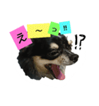 チワワのコロンくん（個別スタンプ：11）