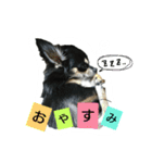 チワワのコロンくん（個別スタンプ：12）